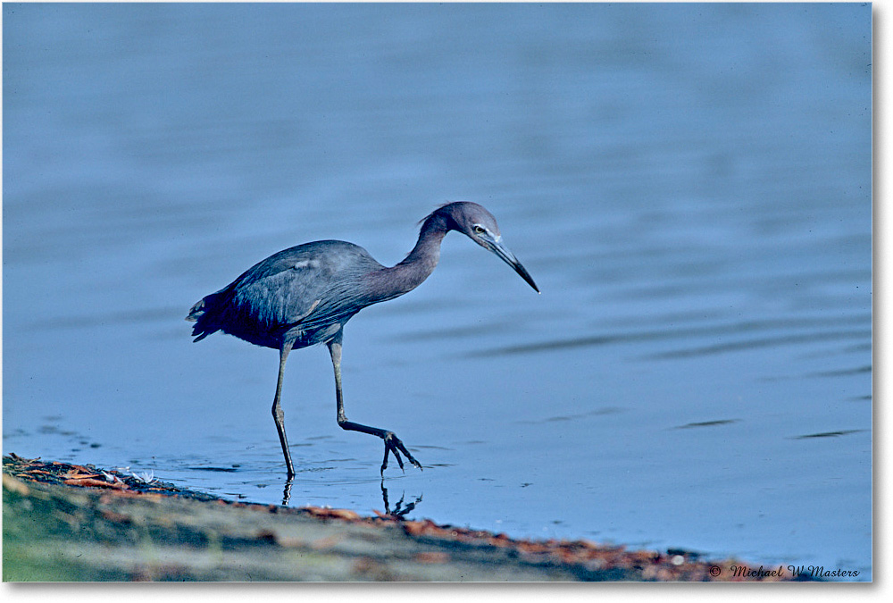 LittleBlueHeron_ChincoNWR_2003Jun_F10 copy