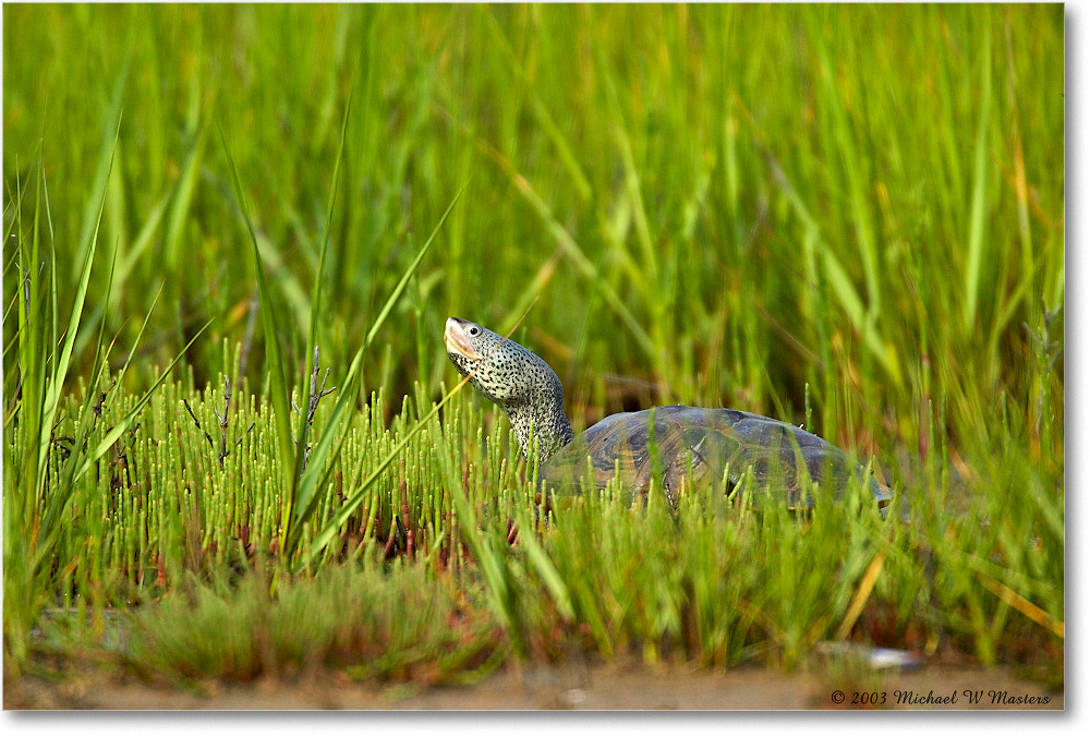 NorthernDiamondback_ChincoNWR_2003Jun_1FFT2089 copy