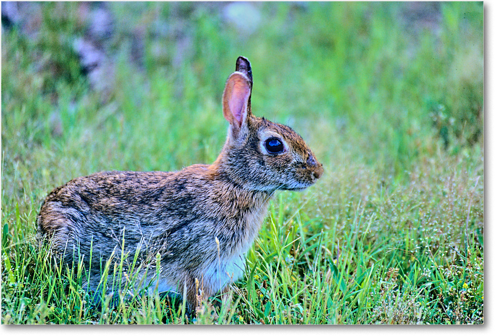 Rabbit_ChincoNWR_2003Jun_x26 copy
