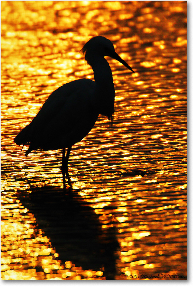 SnowySilhouette_ChincoNWR_2003Jun_1FFT0742 copy