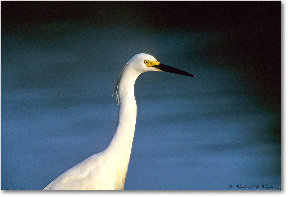 Snowy_ChincoNWR_2003Jun_F07 copy