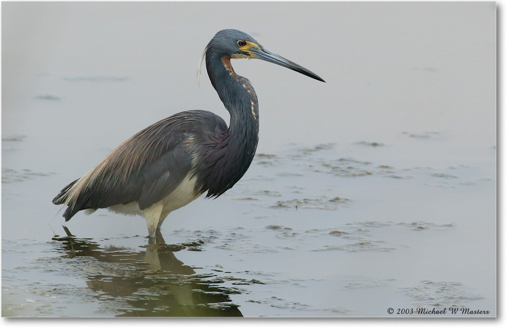 Tri-ColorHeron_ChincoNWR_2003Jun_1FFT0821 copy