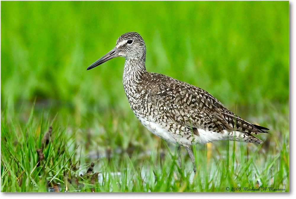 Willet_ChincoNWR_2003Jun_1FFT0777 copy