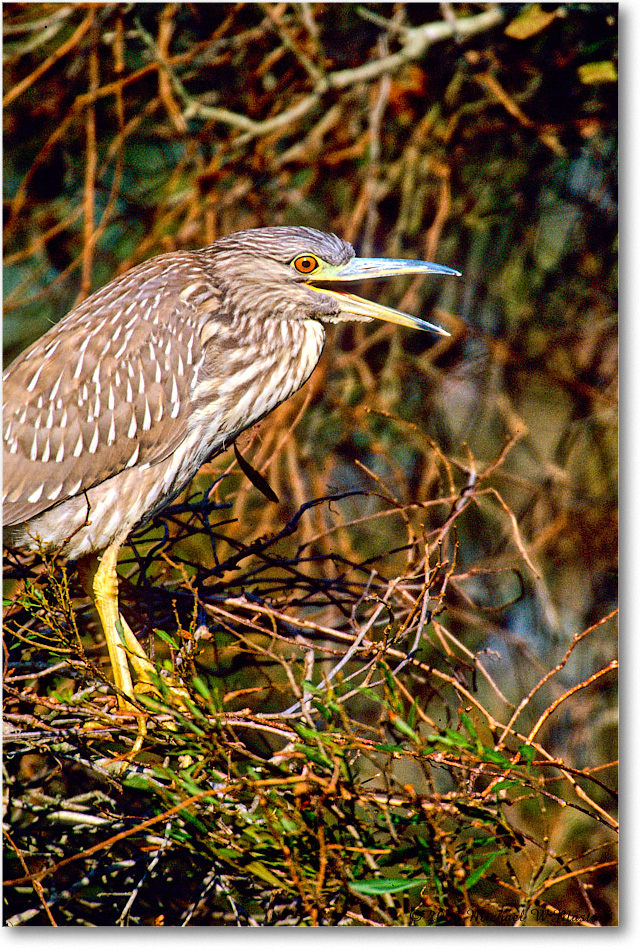 BCNightHeronJuv_ChincoNWR_2003Oct_F11 copy
