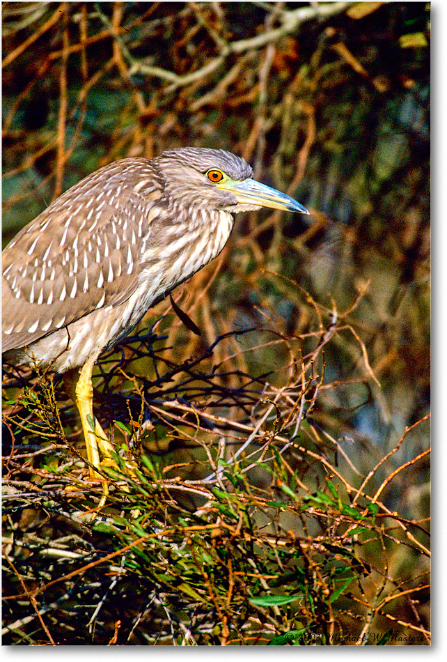 BCNightHeronJuv_ChincoNWR_2003Oct_F15 copy