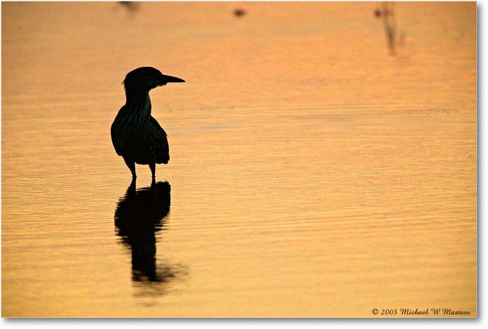 BCNightHeronSilhouette_ChincoNWR-SC_2003Oct_1FFT2745 copy
