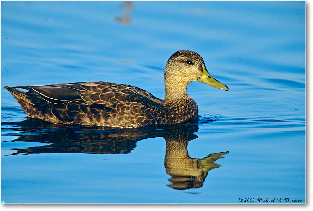 BlackDuckMale_ChincoNWR_2003Oct_F21 copy