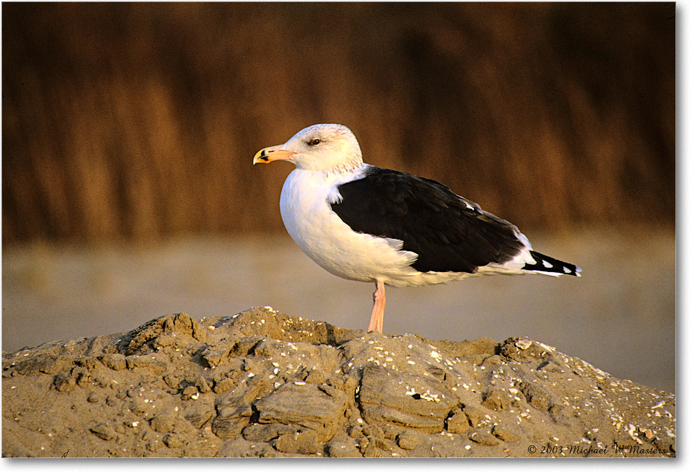 BlackbackGull_Assateague_2003Oct_F07 copy
