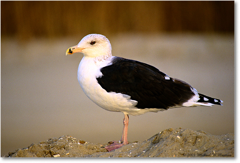 BlackbackGull_Assateague_2003Oct_V20 copy