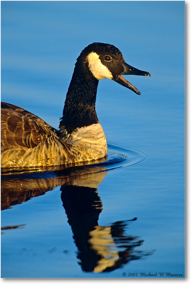 CanadaGoose_ChincoNWR_2003Oct_F03 copy