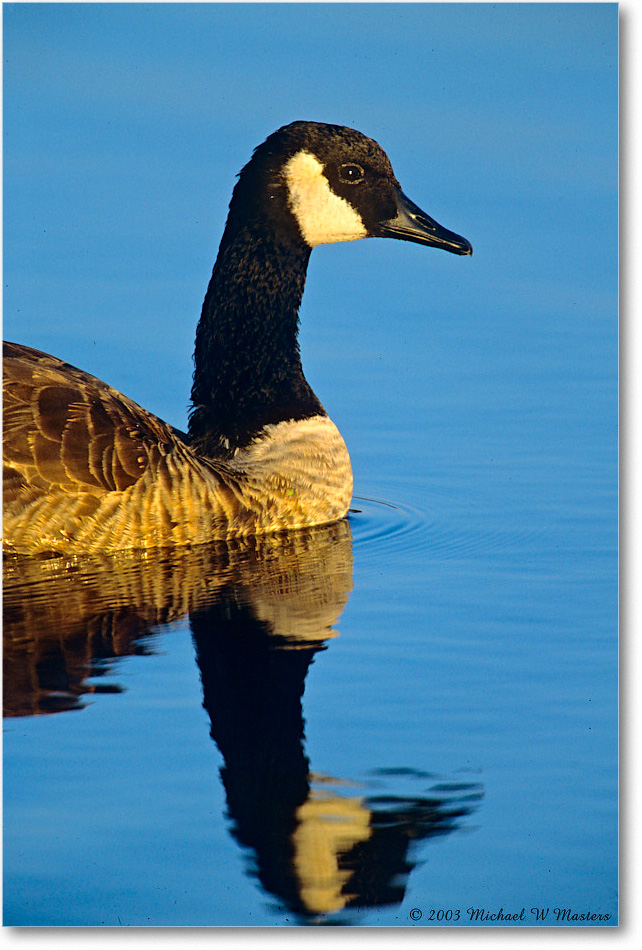 CanadaGoose_ChincoNWR_2003Oct_F04 copy