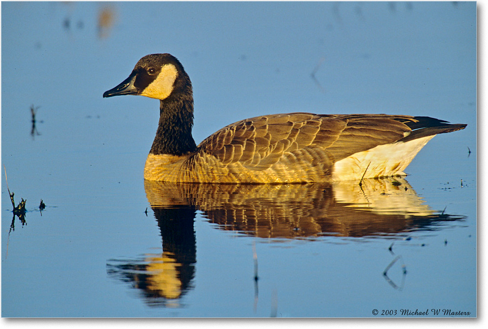 CanadaGoose_ChincoNWR_2003Oct_F07 copy