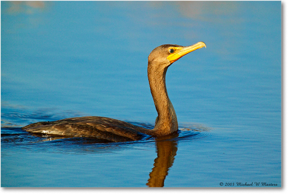 Cormorant_ChincoNWR_2003Oct_1FFT2575 copy