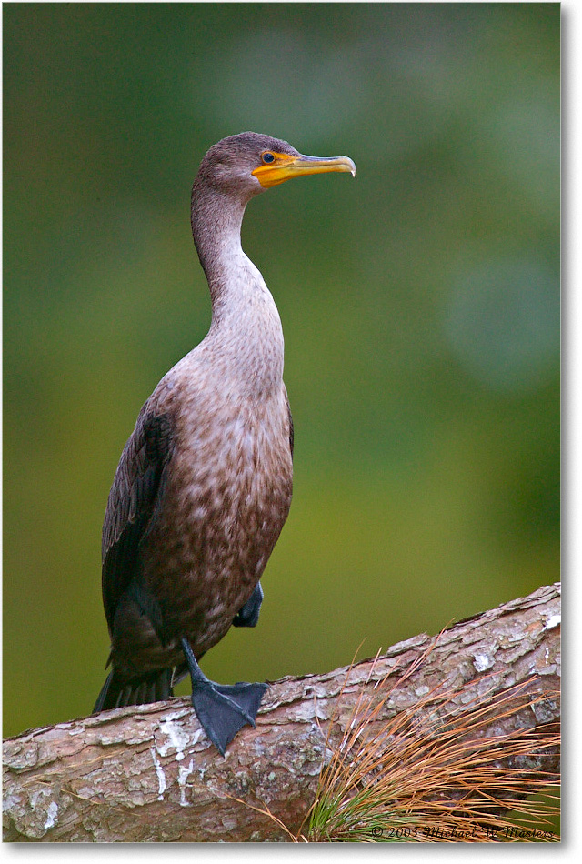 Cormorant_ChincoNWR_2003Oct_1FFT3078 copy