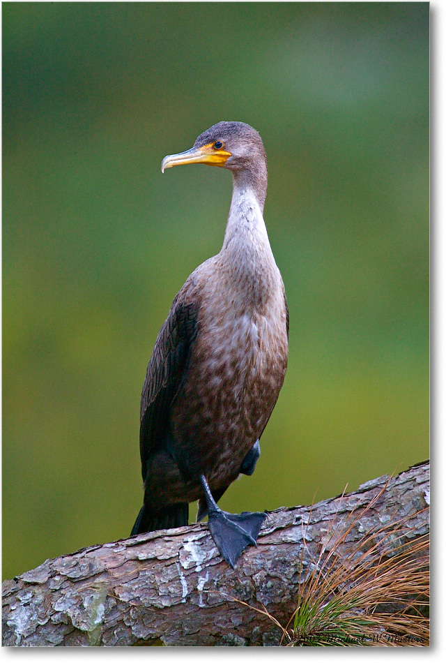 Cormorant_ChincoNWR_2003Oct_1FFT3130 copy
