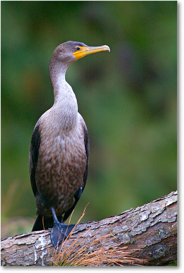 Cormorant_ChincoNWR_2003Oct_1FFT3153 copy