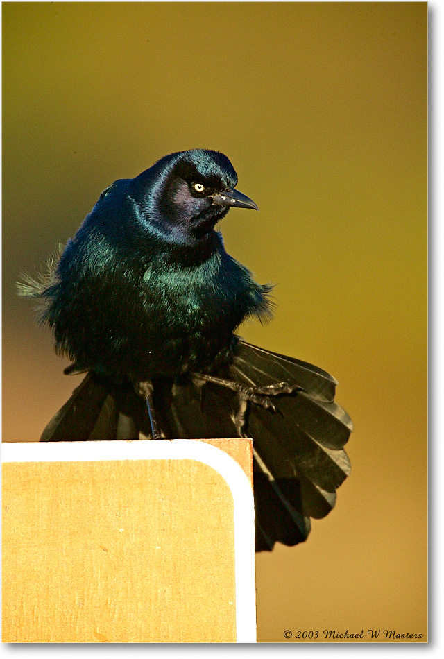 GrackleBoattail_ChincoNWR_2003Oct_1FFT3466 copy