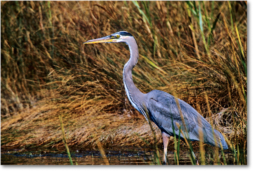 GreatBlueHeron_ChincoNWR_2003Oct21_Vp copy