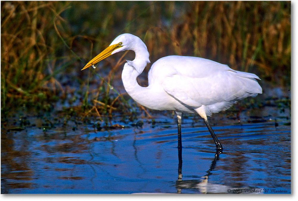 GreatEgret&Fish_ChincoNWR_2003Oct_F26 copy