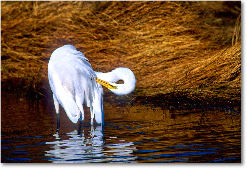 GreatEgretPreening_ChincoNWR_2003Oct_F17 copy