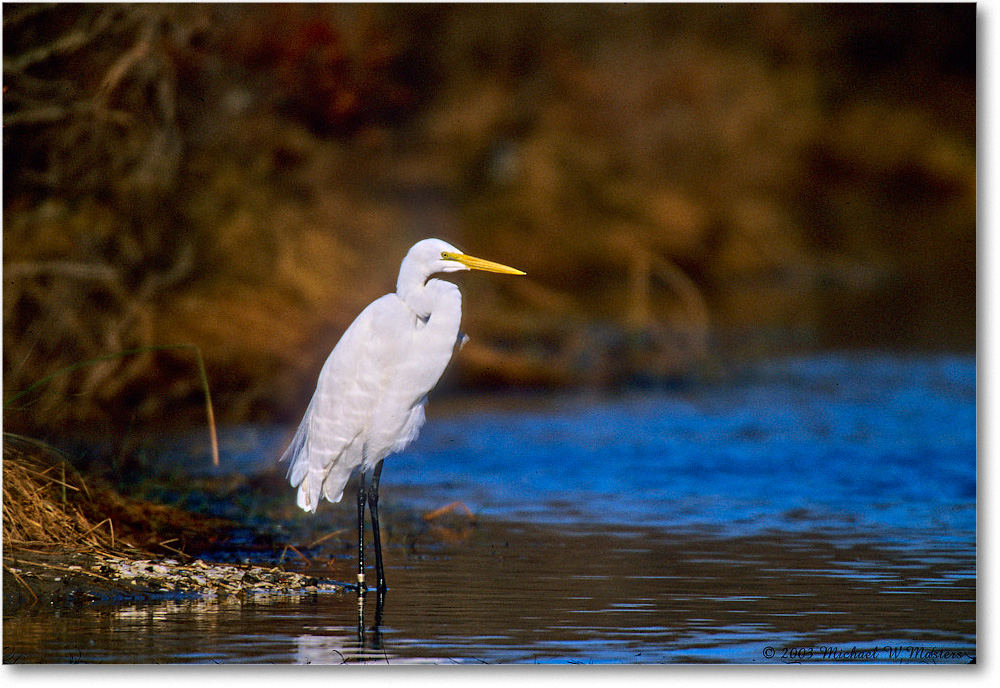 GreatEgret_ChincoNWR-WLL_2003Oct_F28 copy