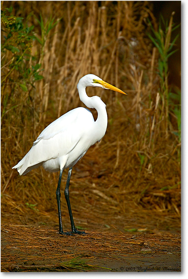 GreatEgret_ChincoNWR-ea_2003Oct_1FFT2915 copy