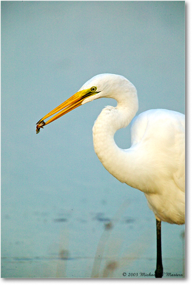 GreatEgret_ChincoNWR-wll_2003Oct_1FFT2930 copy