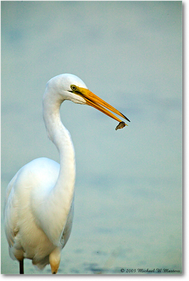 GreatEgret_ChincoNWR-wll_2003Oct_1FFT2943 copy
