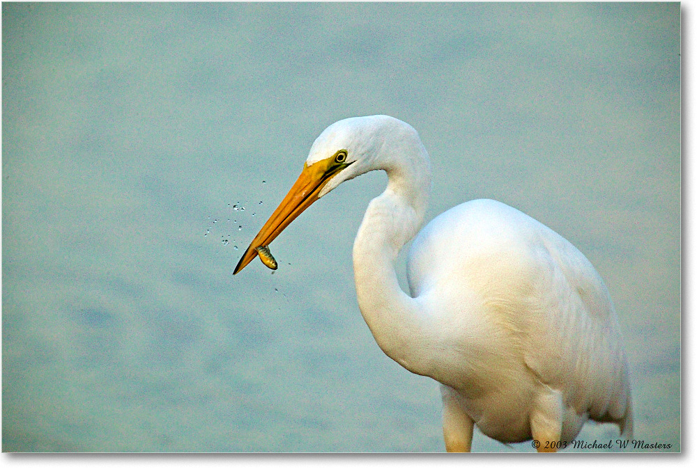 GreatEgret_ChincoNWR-wll_2003Oct_1FFT2951 copy