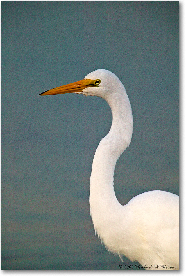 GreatEgret_ChincoNWR-wll_2003Oct_1FFT2978 copy