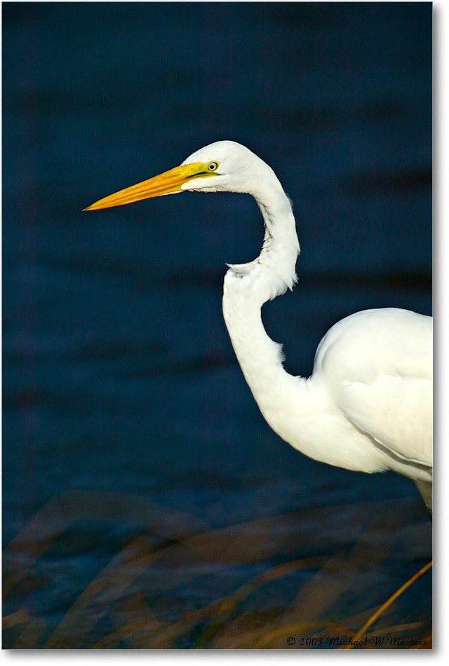 GreatEgret_ChincoNWR_2003Oct_1FFT3220 copy