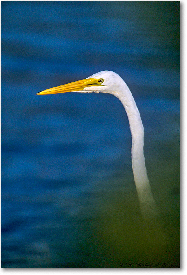 GreatEgret_ChincoNWR_2003Oct_F14 copy