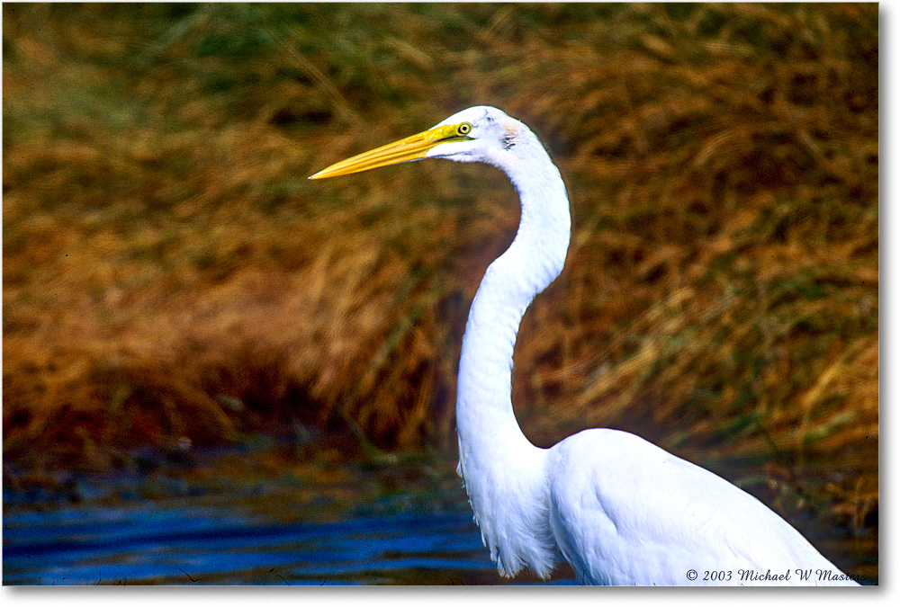 GreatEgret_ChincoNWR_2003Oct_F15 copy