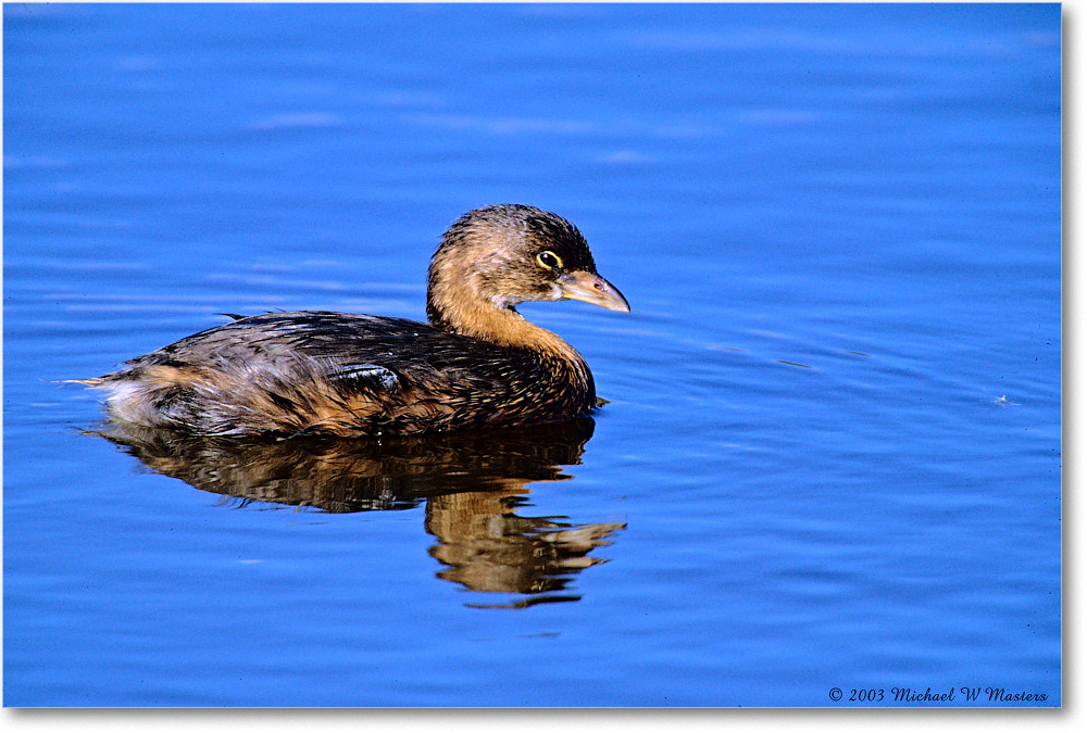 Grebe_Chinco-WLL_2003Oct_F11 copy