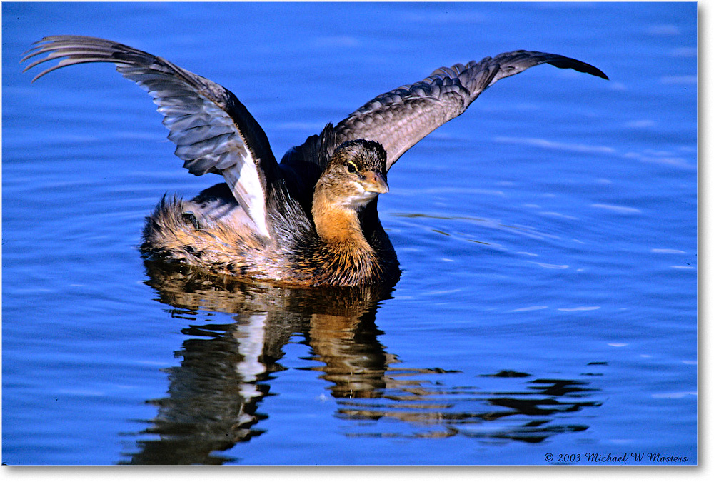 Grebe_Chinco-WLL_2003Oct_F14 copy