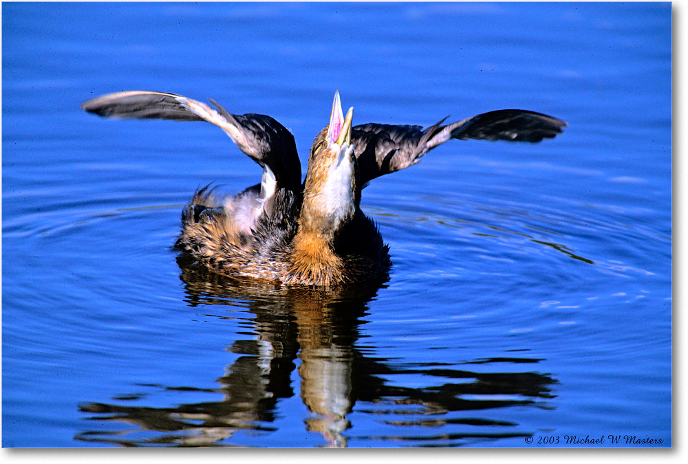 Grebe_Chinco-WLL_2003Oct_F17 copy