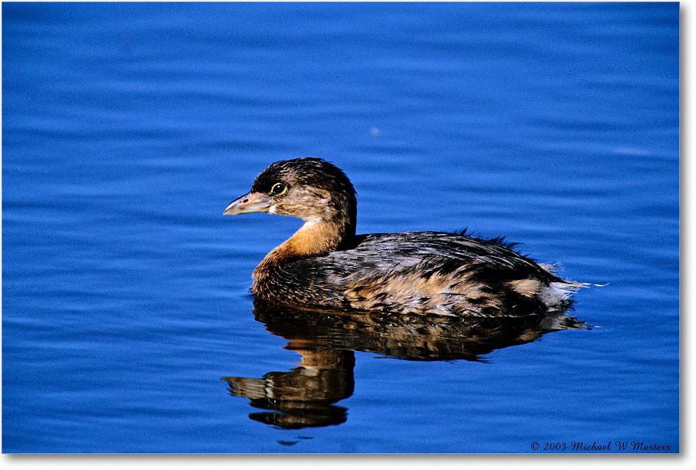 Grebe_Chinco-WLL_2003Oct_F27 copy