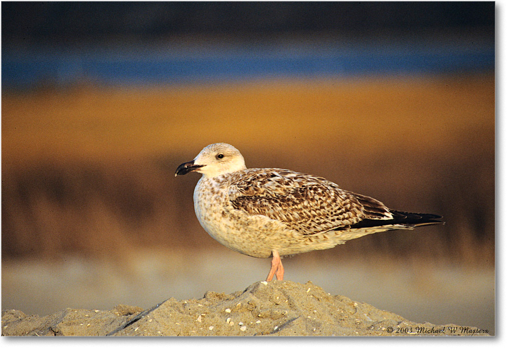 HerringGullJuv_Assateague_2003Oct_F14 copy