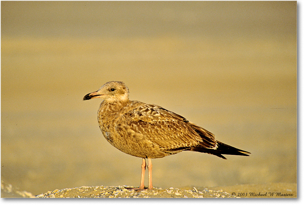 HerringGullJuv_Assateague_2003Oct_F21 copy
