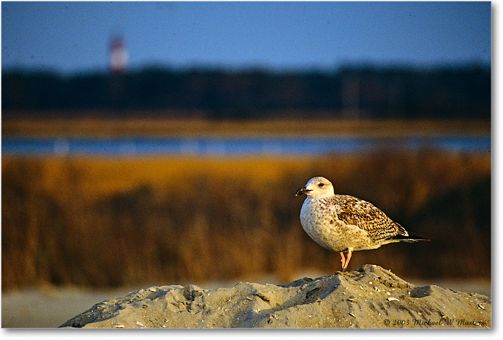 HerringGullJuv_Assateague_2003Oct_V05 copy