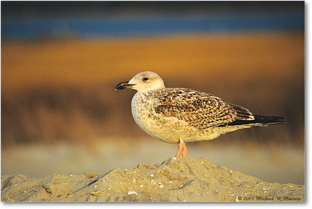 HerringGullJuv_Assateague_2003Oct_V15 copy