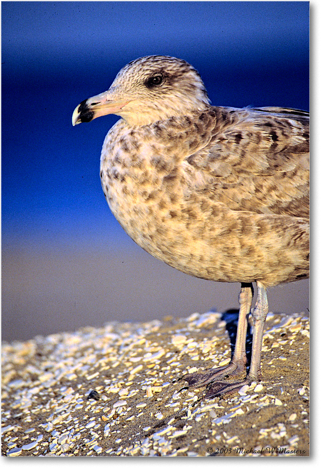HerringGullJuv_ChincoNWR_2003Jun_F34 copy