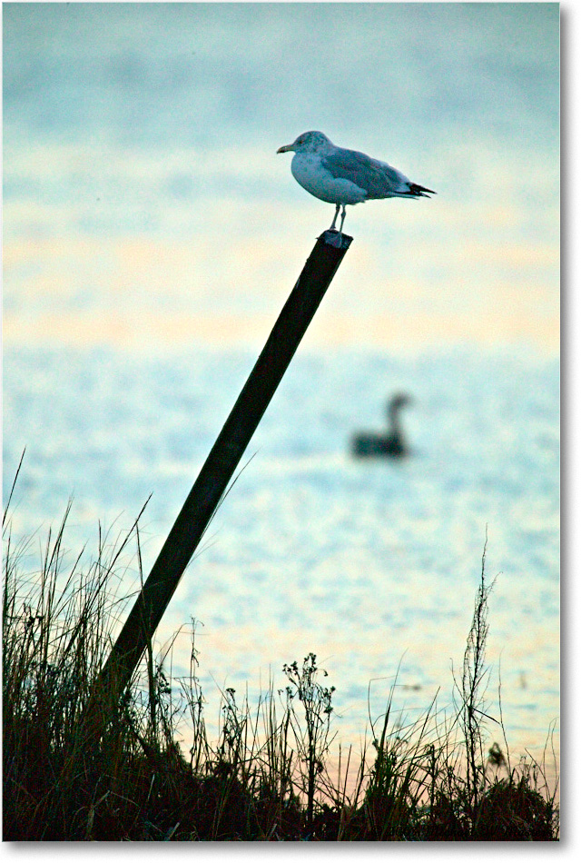 HerringGullPost_ChincoNWR-SC_2003Oct_1FFT3259 copy