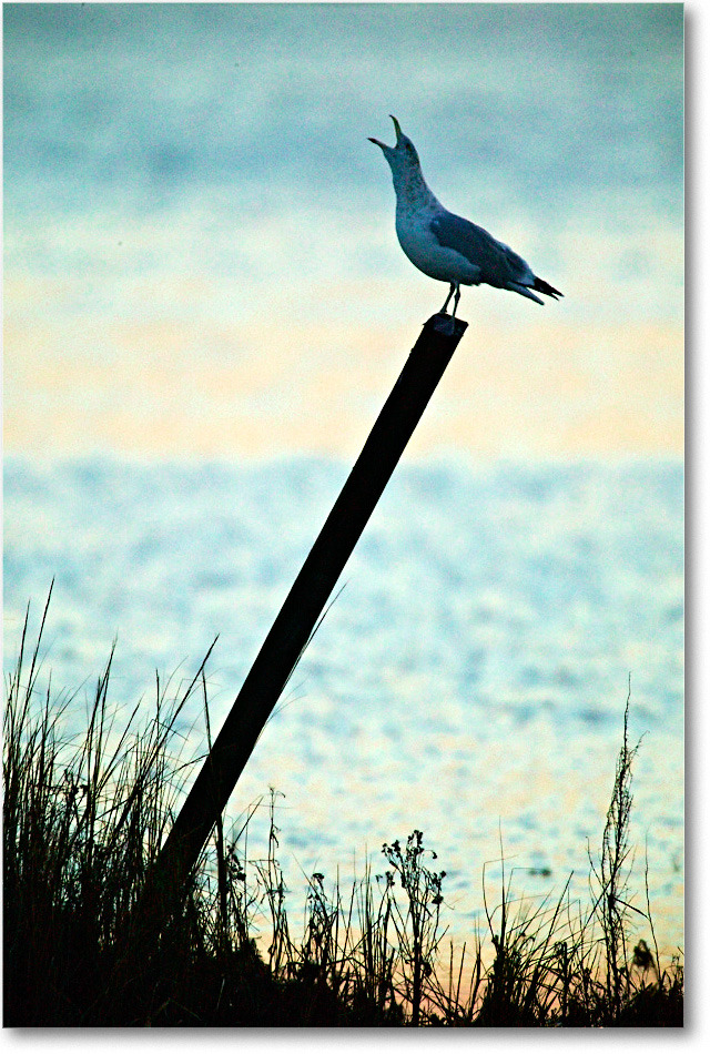 HerringGullPost_ChincoNWR_2003Oct_1FFT3260 copy