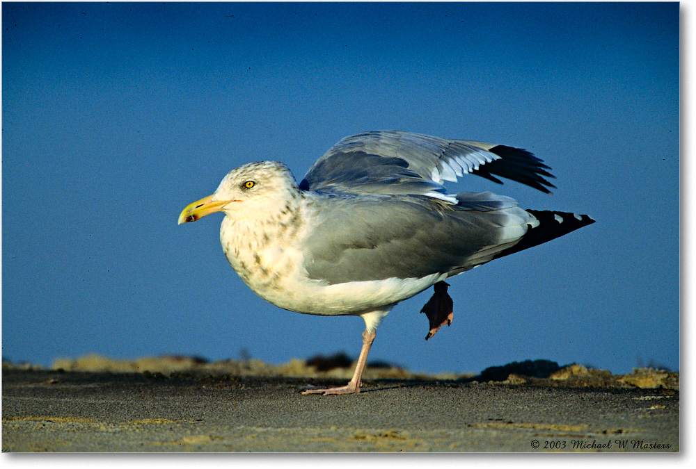 HerringGullStretch_Assateague_2003Oct_V33 copy