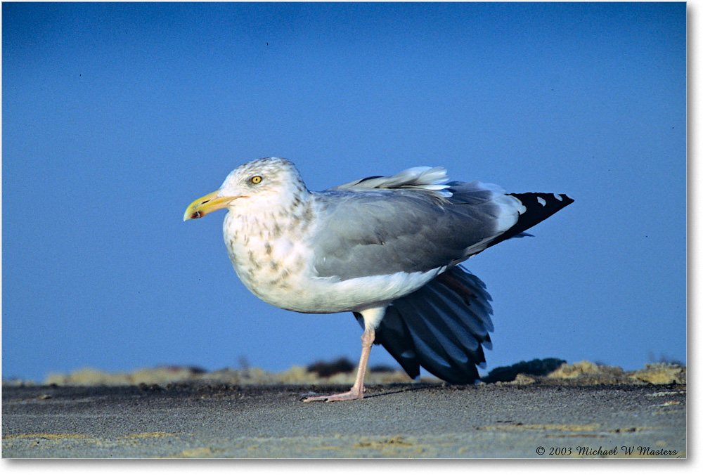 HerringGullStretch_Assateague_2003Oct_V36 copy
