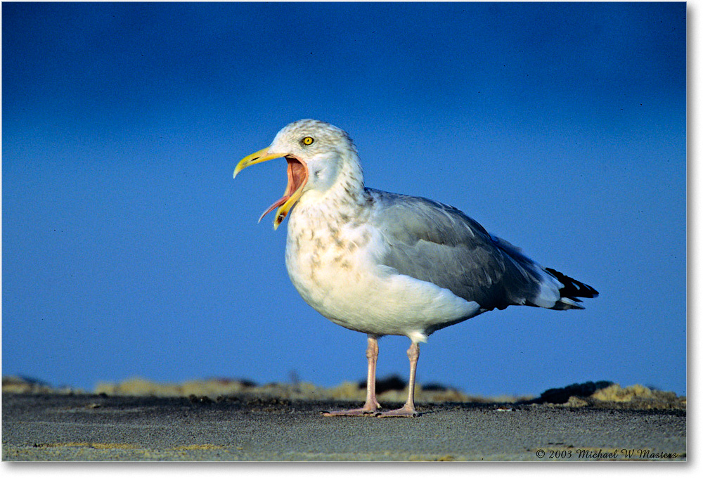 HerringGull_Assateague_2003Oct_V11 copy