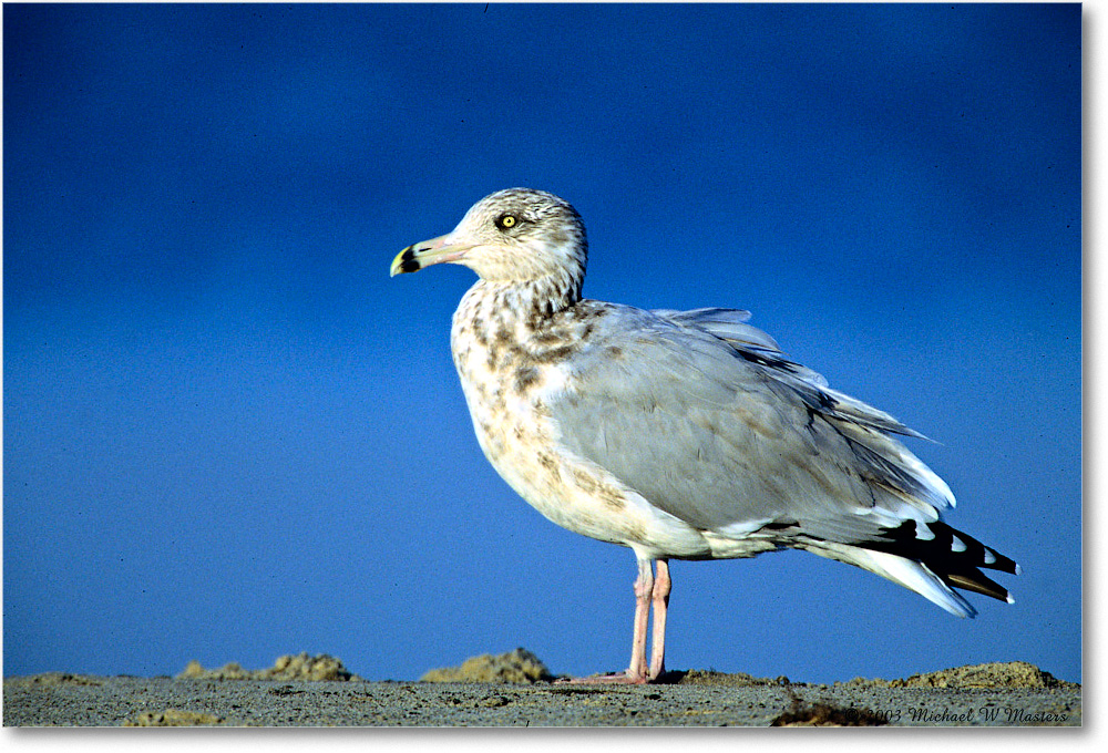 HerringGull_Assateague_2003Oct_V17 copy