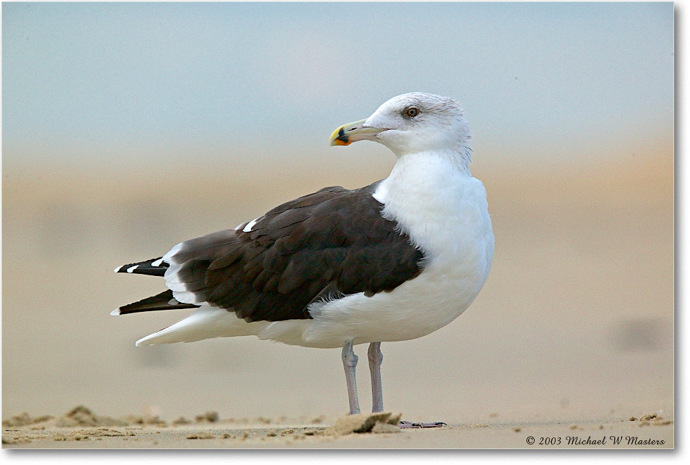 HerringGull_ChincoNWR_2003Oct_1FFT3006 copy