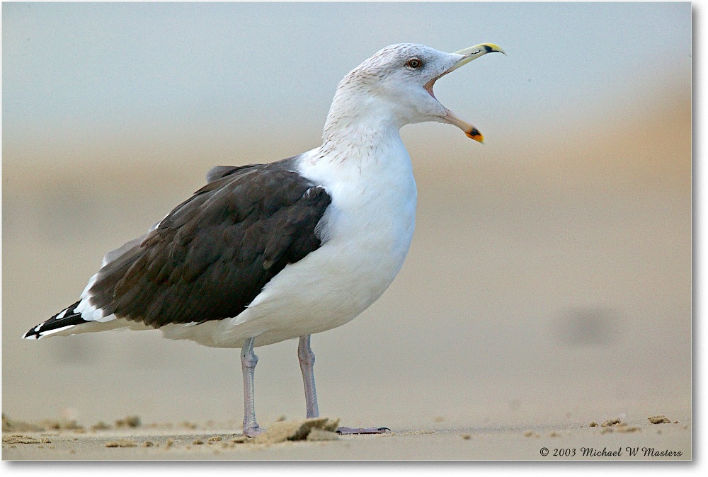 HerringGull_ChincoNWR_2003Oct_1FFT3024 copy